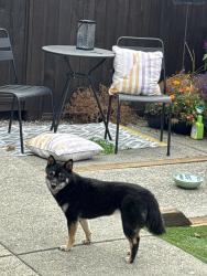 Found/Stray Female Dog last seen Trimaran, Richmond, BC 
