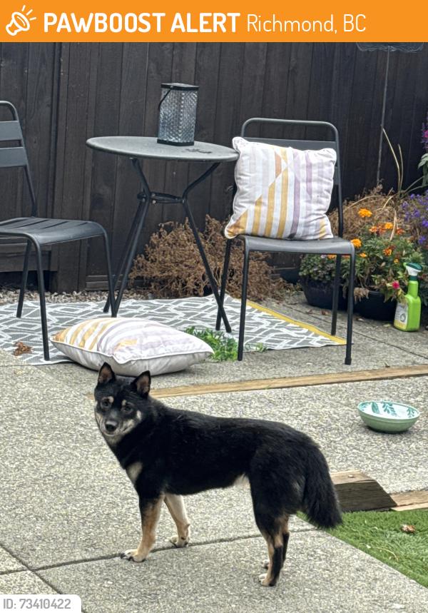 Found/Stray Female Dog last seen Trimaran, Richmond, BC 