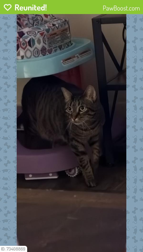 Reunited Female Cat last seen Route 12, Nautilus park housing, Groton, CT 06340