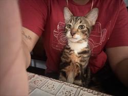 Reunited Male Cat last seen Avalon Greens, Carson, CA 90745