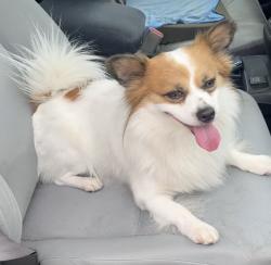Reunited Male Dog last seen Baseline Ave and Amelia Ave in Glendora, Glendora, CA 91741
