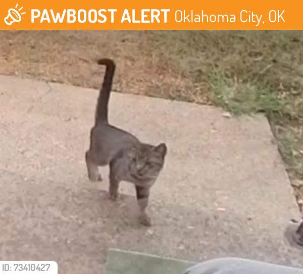 Found/Stray Male Cat last seen Sw Kentucky, Oklahoma City, OK 73159