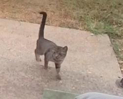 Found/Stray Male Cat last seen Sw Kentucky, Oklahoma City, OK 73159