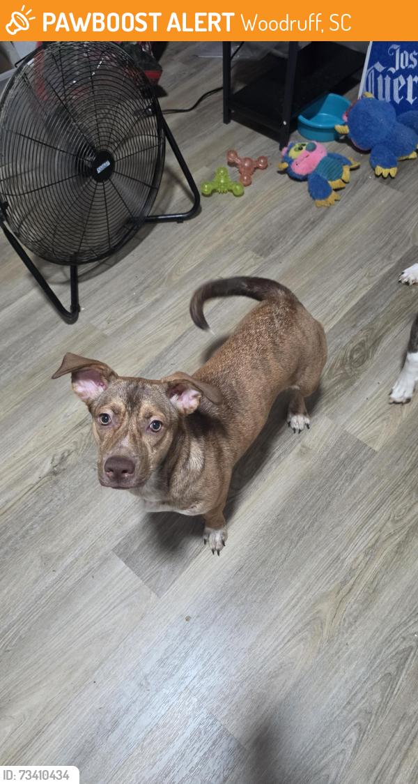 Found/Stray Female Dog last seen Near W Peachtree Street, Woodruff, SC 29388