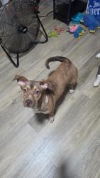 Found/Stray Female Dog last seen Near W Peachtree Street, Woodruff, SC 29388