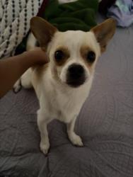 Lost Male Dog last seen north farnsworth by martin luther park, Aurora, IL 60502