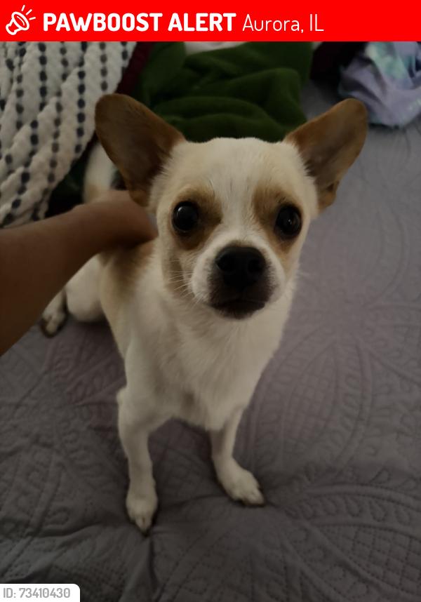 Lost Male Dog last seen north farnsworth by martin luther park, Aurora, IL 60502