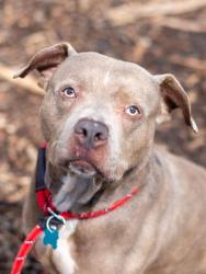 Shelter Stray Female Dog last seen Near Nesbit Ferry Rd, Alpharetta, GA 30022, Other - Out of County, GA, 3280 Chamblee Dunwoody Rd, Chamblee, GA 30341, USA