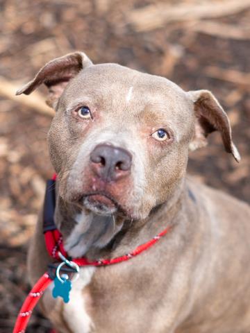 Shelter Stray Female Dog last seen Near Nesbit Ferry Rd, Alpharetta, GA 30022, Other - Out of County, GA, 3280 Chamblee Dunwoody Rd, Chamblee, GA 30341, USA