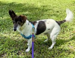 Shelter Stray Male Dog last seen Near 36th St (Cleveland Clinic Hospital), IRC AC, FL, 6230 77th St, Vero Beach, FL 32967, USA