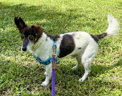 Shelter Stray Male Dog last seen Near 36th St (Cleveland Clinic Hospital), IRC AC, FL, 6230 77th St, Vero Beach, FL 32967, USA