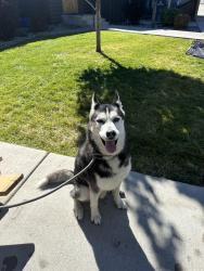 Found/Stray Male Dog last seen Headwaters Academy, Bozeman, MT 59715