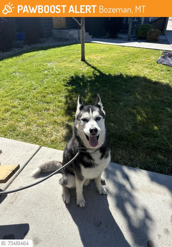 Found/Stray Male Dog last seen Headwaters Academy, Bozeman, MT 59715