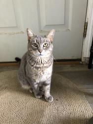 Lost Female Cat last seen South Q and South R, Fort Smith, AR 72901