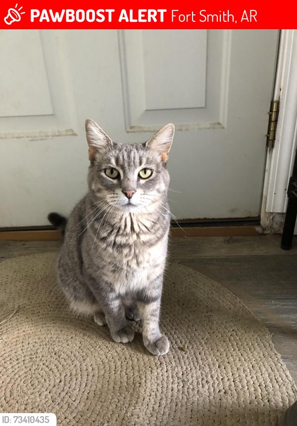 Lost Female Cat last seen South Q and South R, Fort Smith, AR 72901