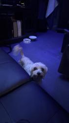 Lost Male Dog last seen Stearns and Nipomo, Long Beach, CA 90815