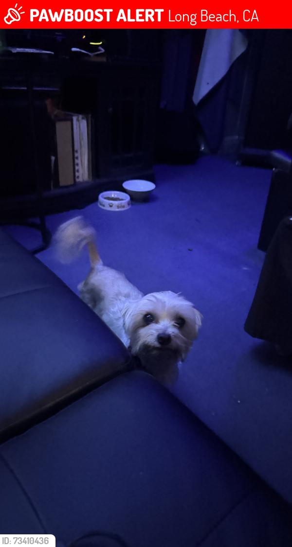 Lost Male Dog last seen Stearns and Nipomo, Long Beach, CA 90815