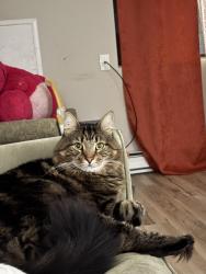 Lost Male Cat last seen Blake st cemetery, New Haven, CT 06515