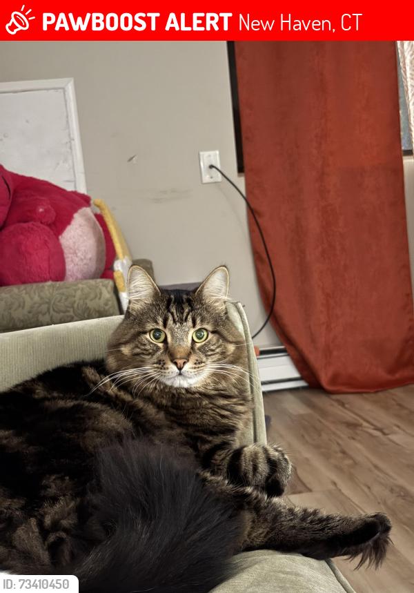Lost Male Cat last seen Blake st cemetery, New Haven, CT 06515