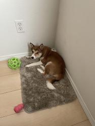Lost Female Dog last seen Carlsbad Blvd and Palomar Airport Rd, Carlsbad, CA 92011