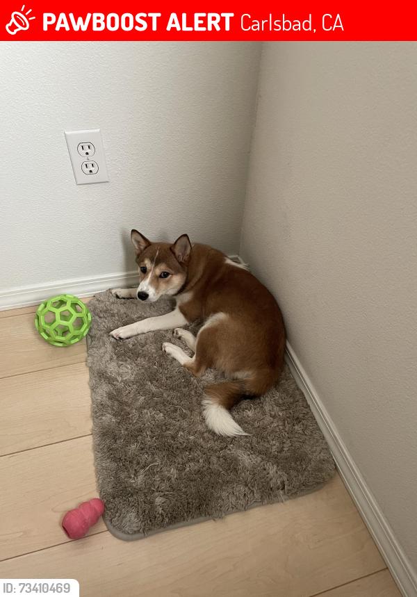 Lost Female Dog last seen Carlsbad Blvd and Palomar Airport Rd, Carlsbad, CA 92011
