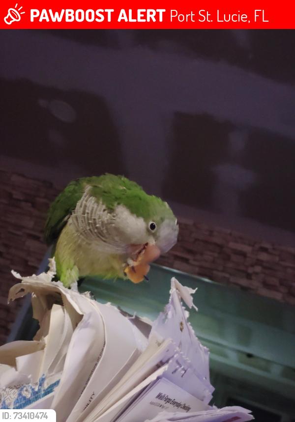 Lost Female Bird last seen Damask Ave, Port St. Lucie, FL 34983