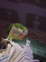 Lost Female Bird last seen Damask Ave, Port St. Lucie, FL 34983