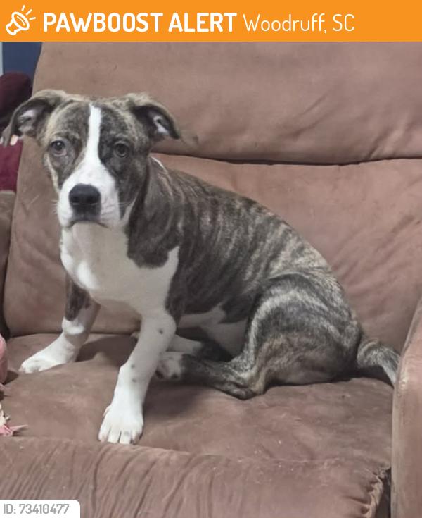 Found/Stray Female Dog last seen Near w Peachtree street, Woodruff, SC 29388