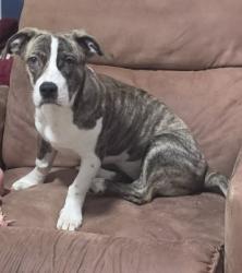 Found/Stray Female Dog last seen Near w Peachtree street, Woodruff, SC 29388