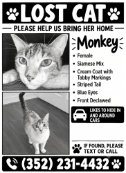 Lost Female Cat last seen Near blocks from gainesville fitness on newberry road, Gainesville, FL 32607