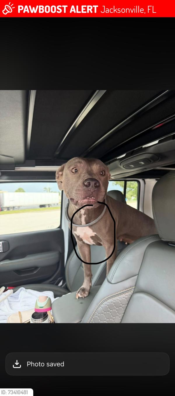 Lost Female Dog last seen Fort Caroline rd, Jacksonville, FL 32277