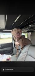 Lost Female Dog last seen Fort Caroline rd, Jacksonville, FL 32277