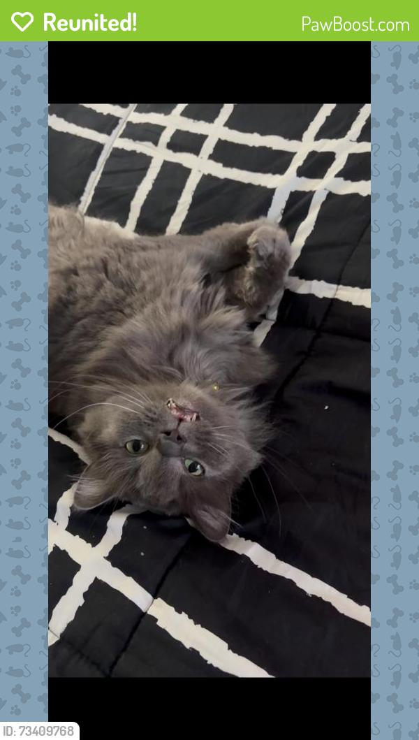 Reunited Male Cat last seen Near 112th Ave N, St. Petersburg, FL 33716, USA, St. Petersburg, FL 33716