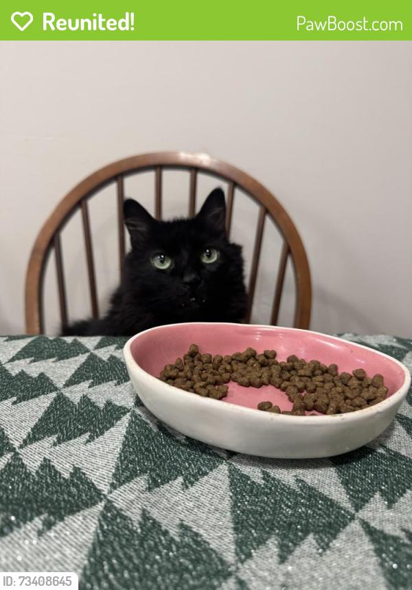 Reunited Male Cat last seen Lamberts Mill Rd, Scotch Plains, NJ 07076