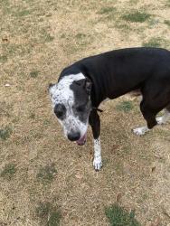 Found/Stray Male Dog last seen Near dollar general on wade, El Reno, OK 73036
