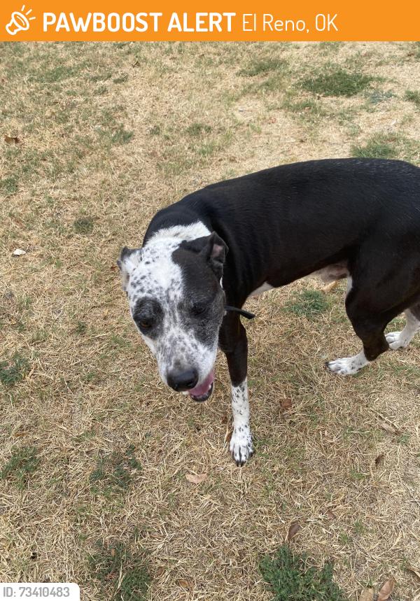 Found/Stray Male Dog last seen Near dollar general on wade, El Reno, OK 73036