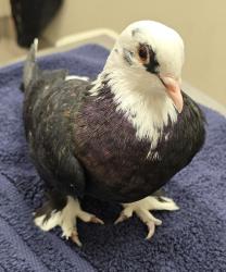 Shelter Stray Unknown Bird last seen Near Gorsline, El Cajon, CA, 92021, El Cajon, CA 92020, USA