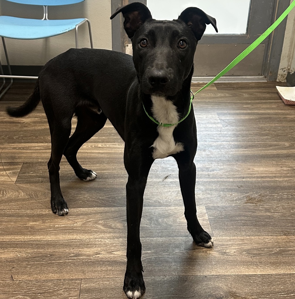 Shelter Stray Male Dog last seen Palm Avenue, San Diego, CA, 92154, 5500 Gaines St, San Diego, CA 92110, USA
