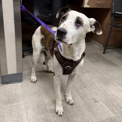 Shelter Stray Male Dog last seen Near Beyer, San Diego, CA, 92154, 5500 Gaines St, San Diego, CA 92110, USA