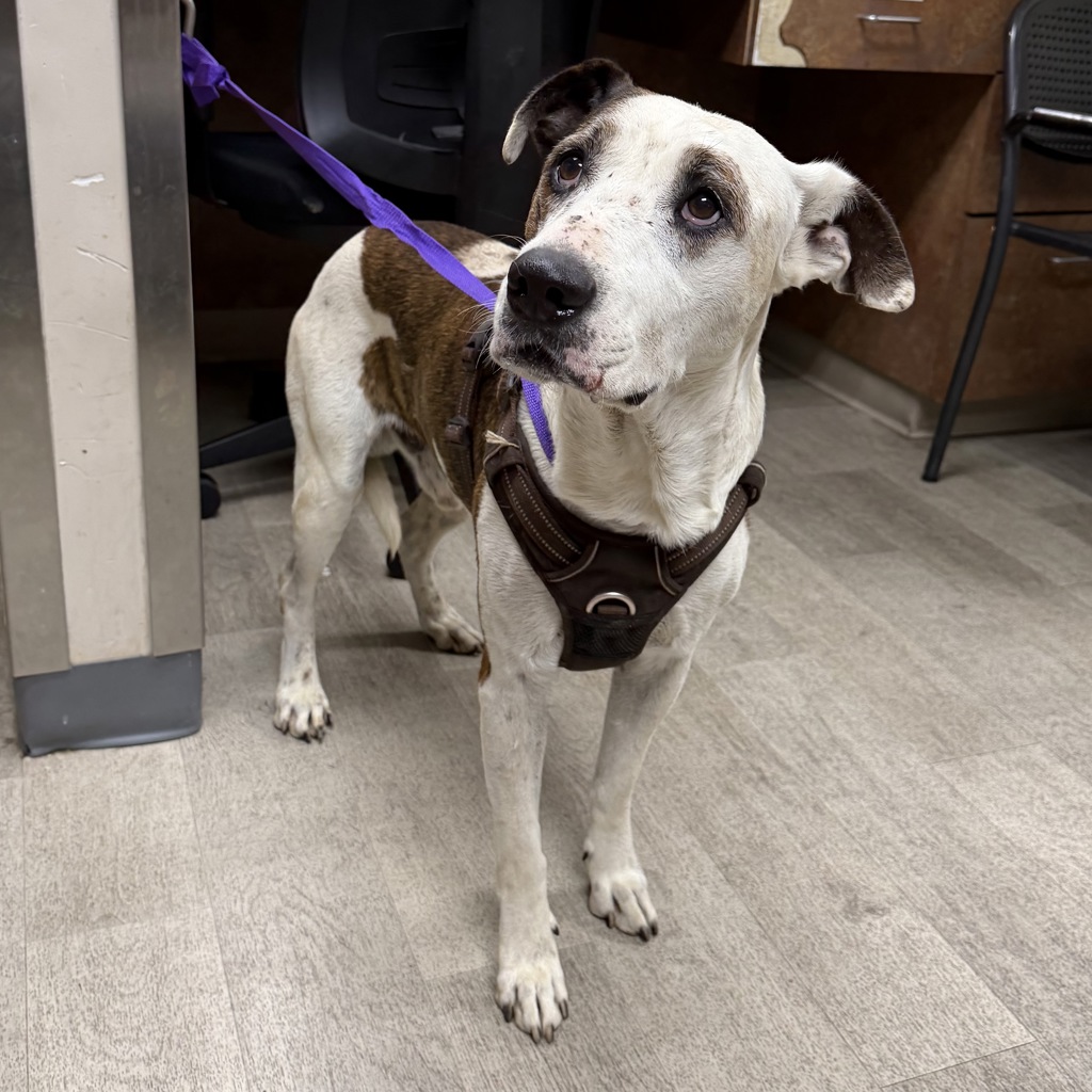 Shelter Stray Male Dog last seen Near Beyer, San Diego, CA, 92154, 5500 Gaines St, San Diego, CA 92110, USA