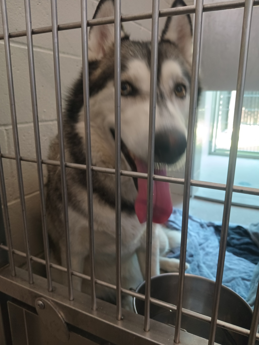 Shelter Stray Male Dog last seen Emerald Avenue, El Cajon, CA, 92020, El Cajon, CA 92020, USA