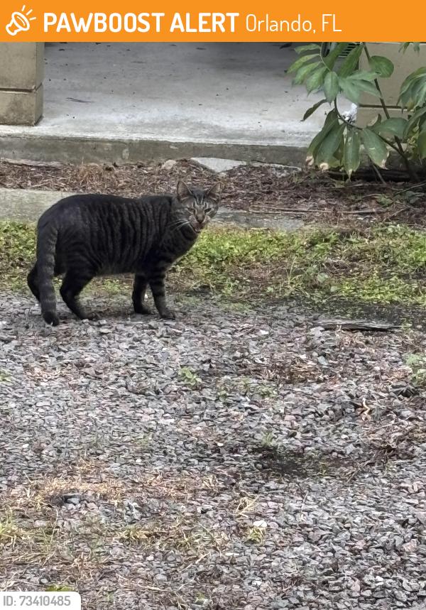 Found/Stray Unknown Cat last seen Eola General, Orlando, FL 32803