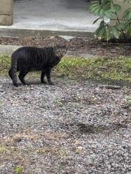 Found/Stray Unknown Cat last seen Eola General, Orlando, FL 32803