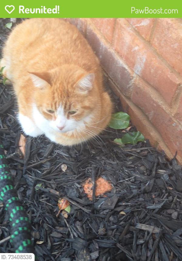Reunited Male Cat last seen Nassau Lane in Country Club estates off Kathwood, Athens, GA 30607