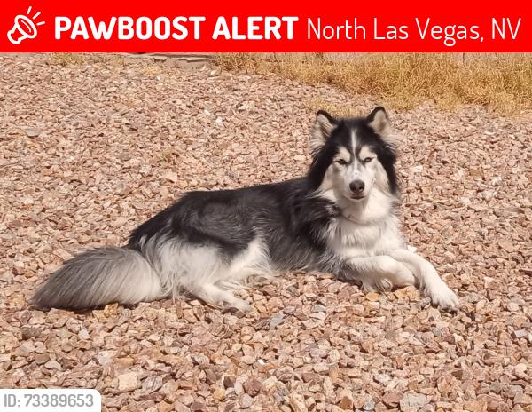 Lost Male Dog last seen Carey and pecos, North Las Vegas, NV 89030