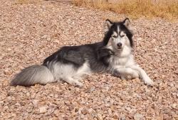 Lost Male Dog last seen Carey and pecos, North Las Vegas, NV 89030