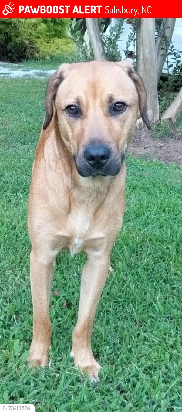 Lost Male Dog last seen Gheen rd, woodleaf road and 601, Salisbury, NC 28147