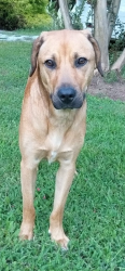 Lost Male Dog last seen Gheen rd, woodleaf road and 601, Salisbury, NC 28147