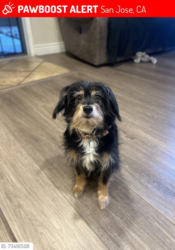 Lost Female Dog last seen Monterey Rd, San Jose, CA 95138
