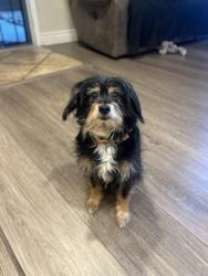 Lost Female Dog last seen Monterey Rd, San Jose, CA 95138
